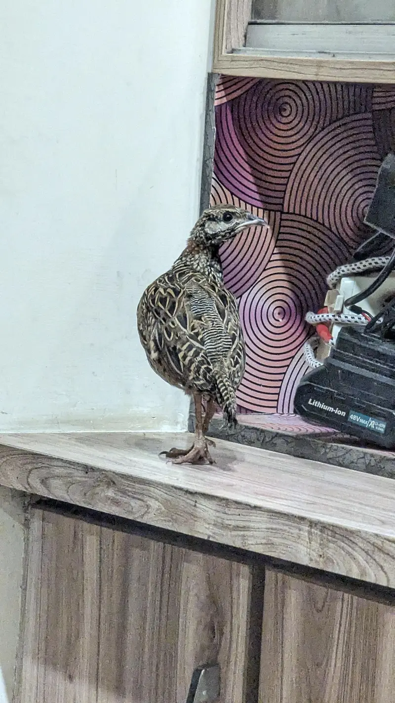 Grey francolin — photo 5