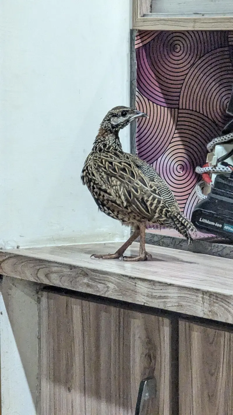 Grey francolin — photo 6
