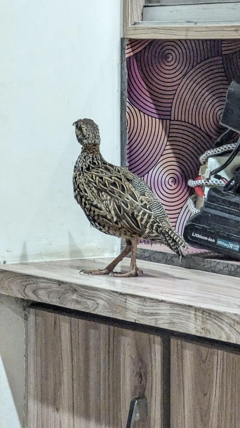 Grey francolin — photo 7
