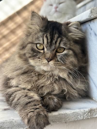 Persian cat for sale