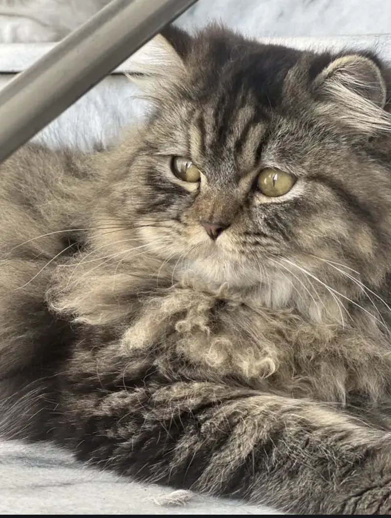 Persian cat for sale — photo 3