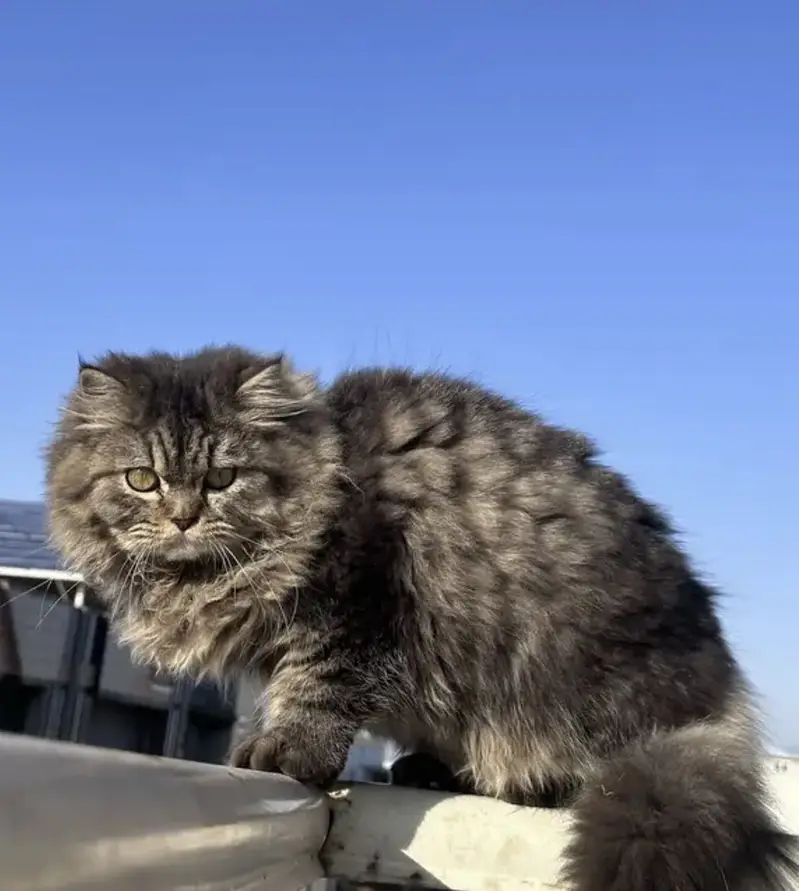 Persian cat for sale — photo 4