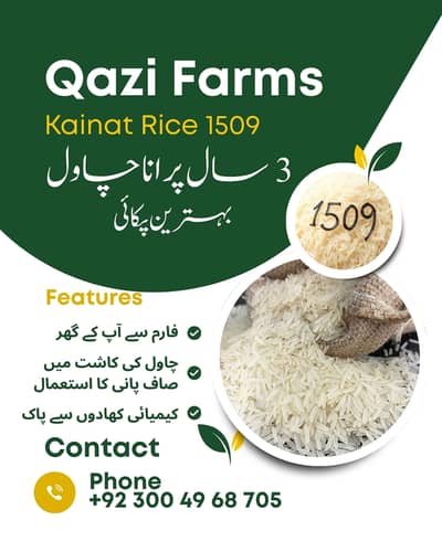 Kinat Rice 1509 for sale, 3 year old, Excellent Quality, Biryani Rice