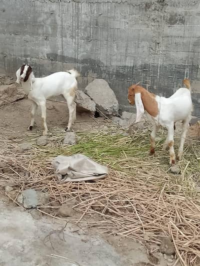 Bakra or Bakri pair hai
