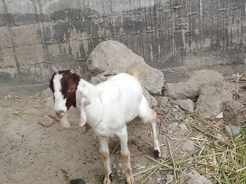 Bakra or Bakri pair hai — photo 2