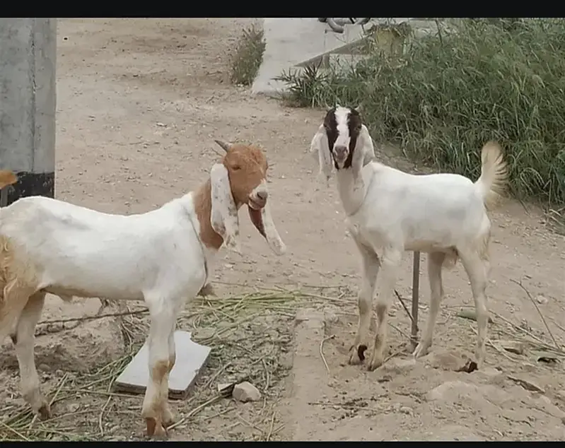 Bakra or Bakri pair hai — photo 3