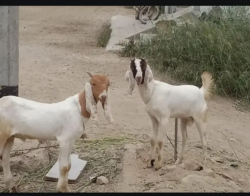 Bakra or Bakri pair hai — photo 4