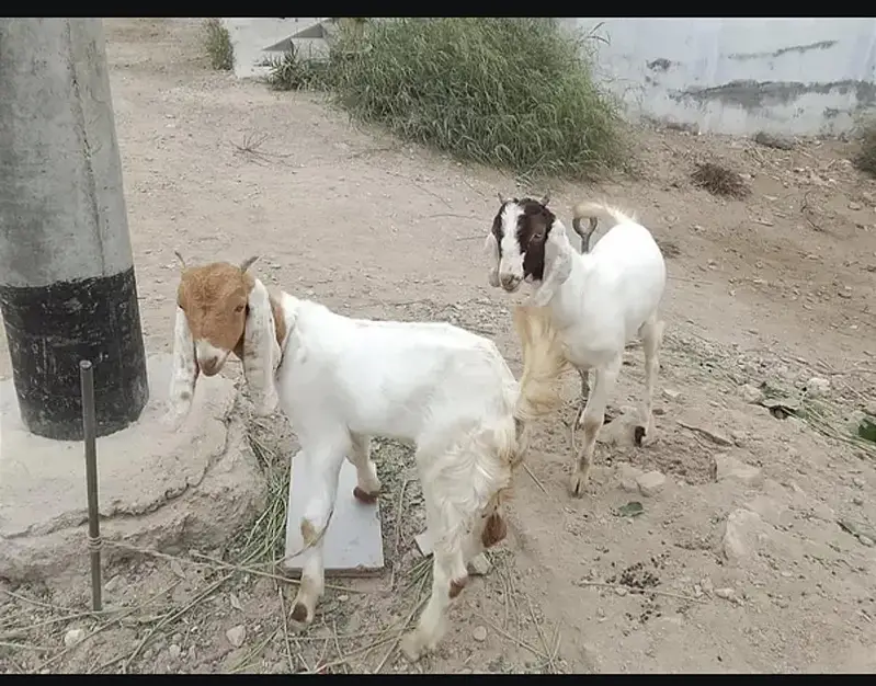 Bakra or Bakri pair hai — photo 5