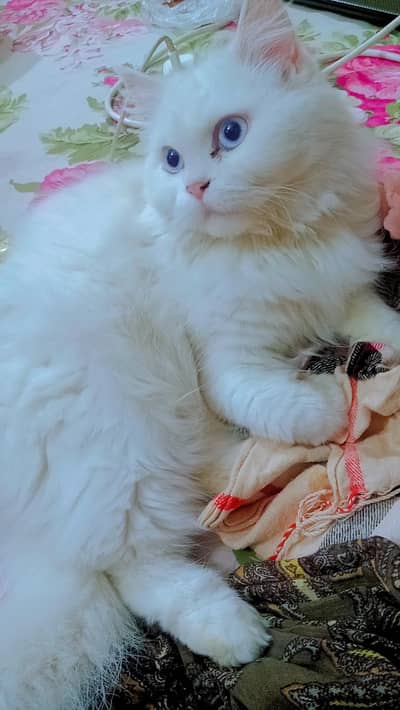 Persian Breeder Female Cat for sale