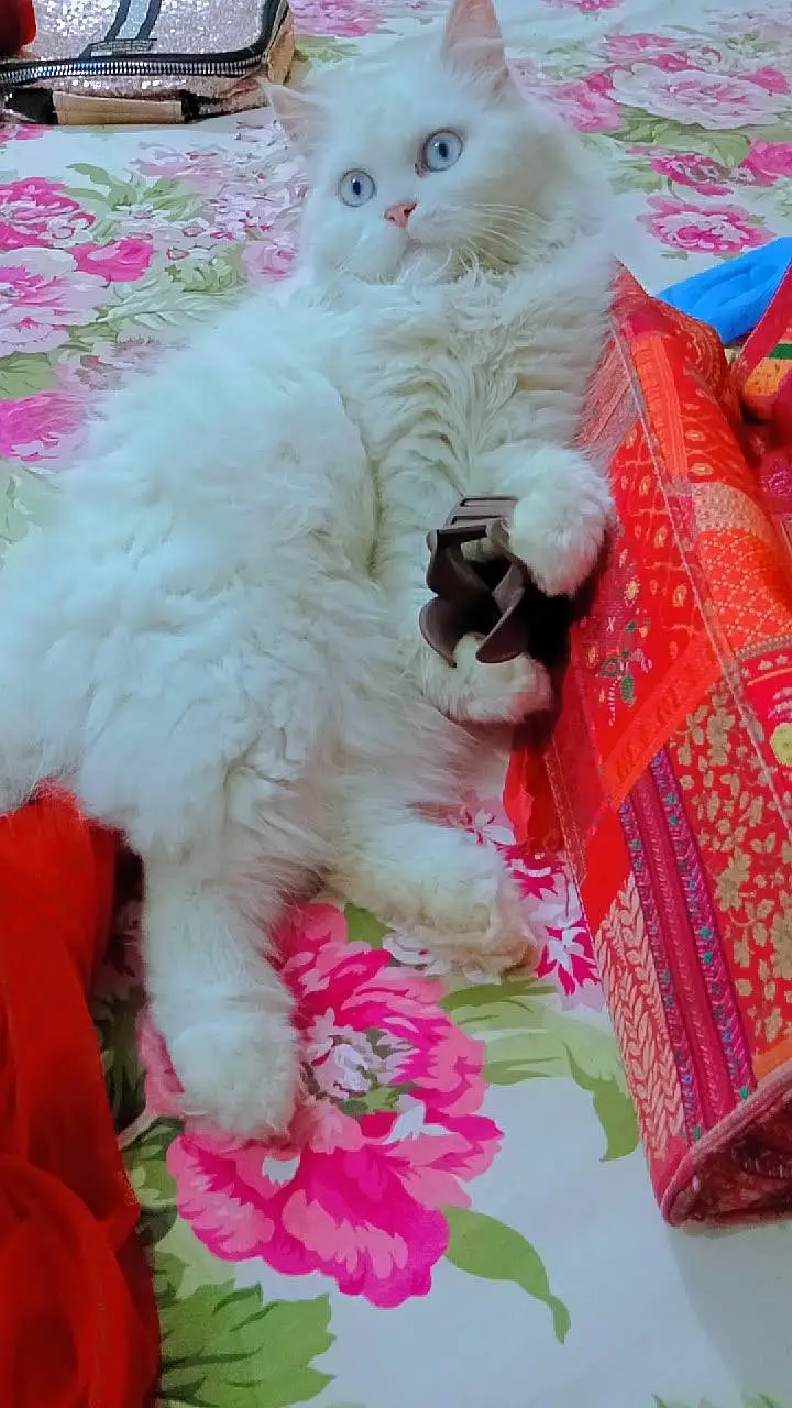 Persian Triple coated Breeder Female Cat for sale — photo 2