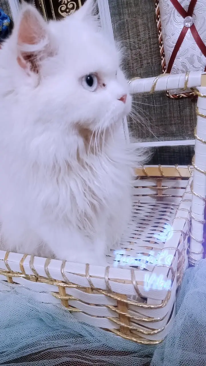 Persian Triple coated Breeder Female Cat for sale — photo 3