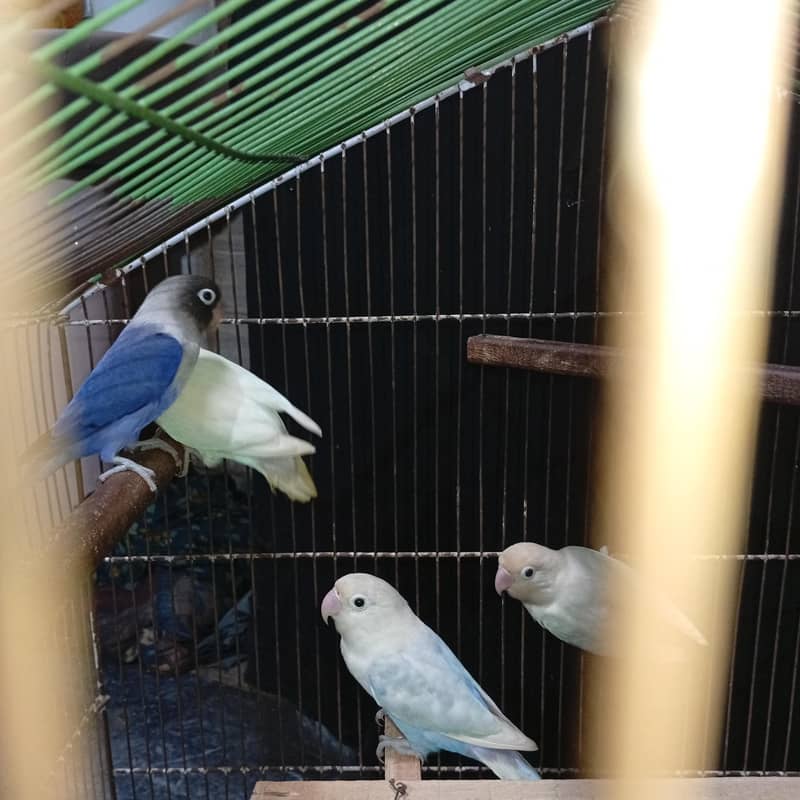 breeder pair 0