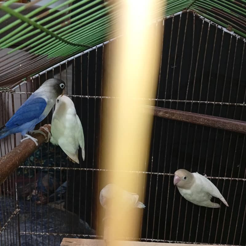 breeder pair 1