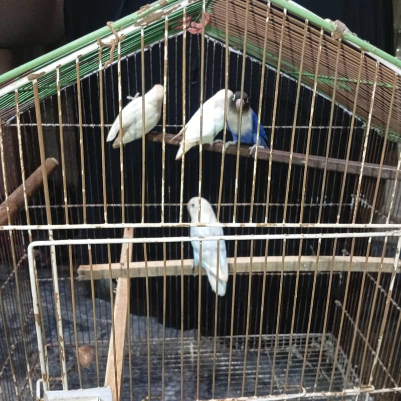 breeder pair 2