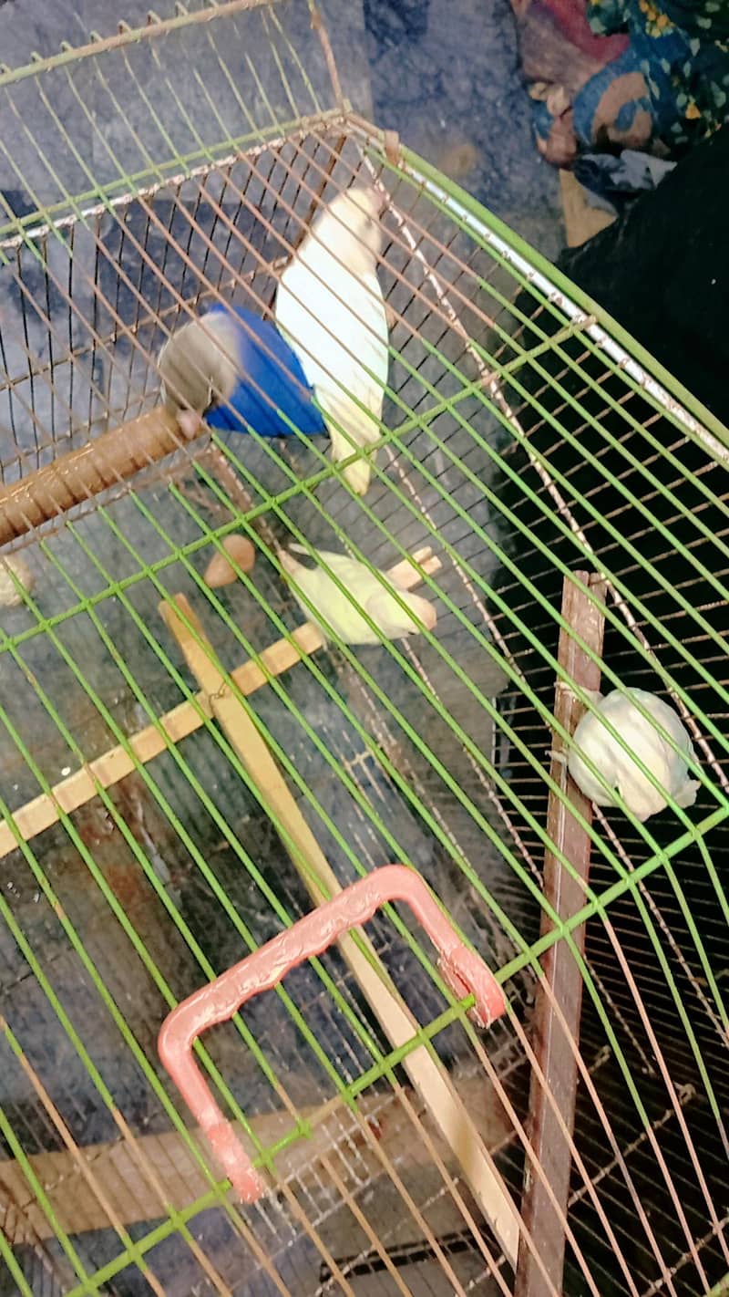 breeder pair 3