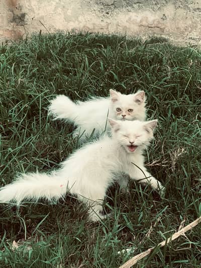 Healthy White Persian Male Kitten 40–50 Days Old | Rs. 8,000