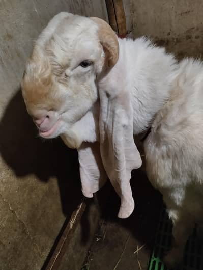 gulabi bakra or bakri bachy k sath 03243279031
