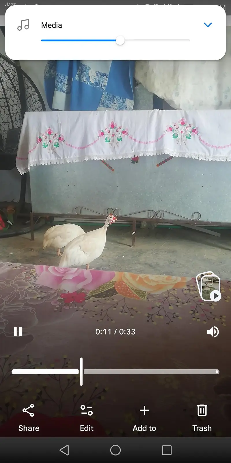 urgent for sell bredar pear — photo 3