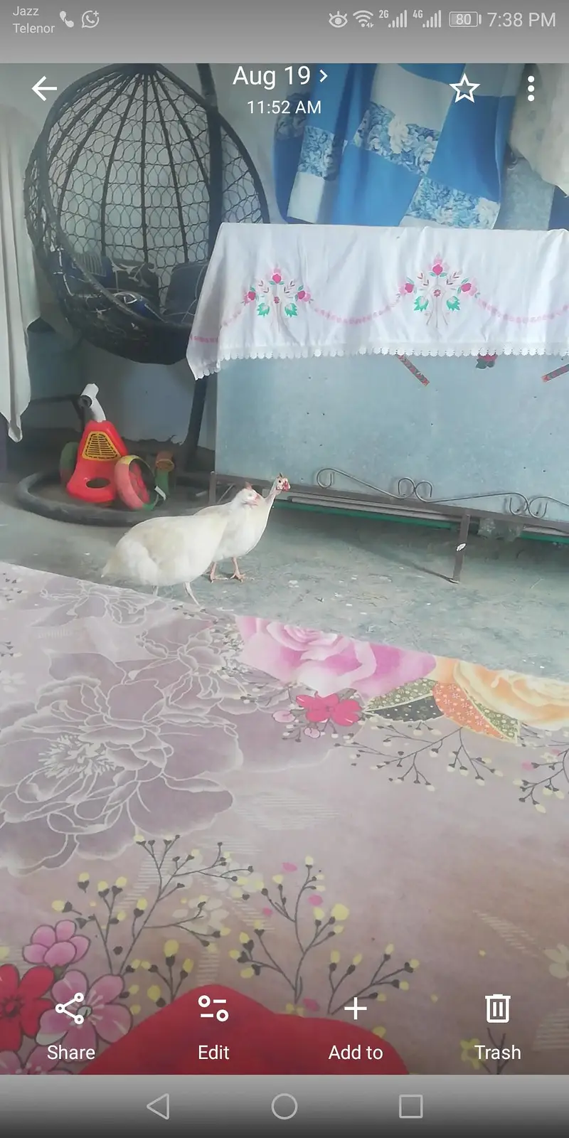 urgent for sell bredar pear — photo 4