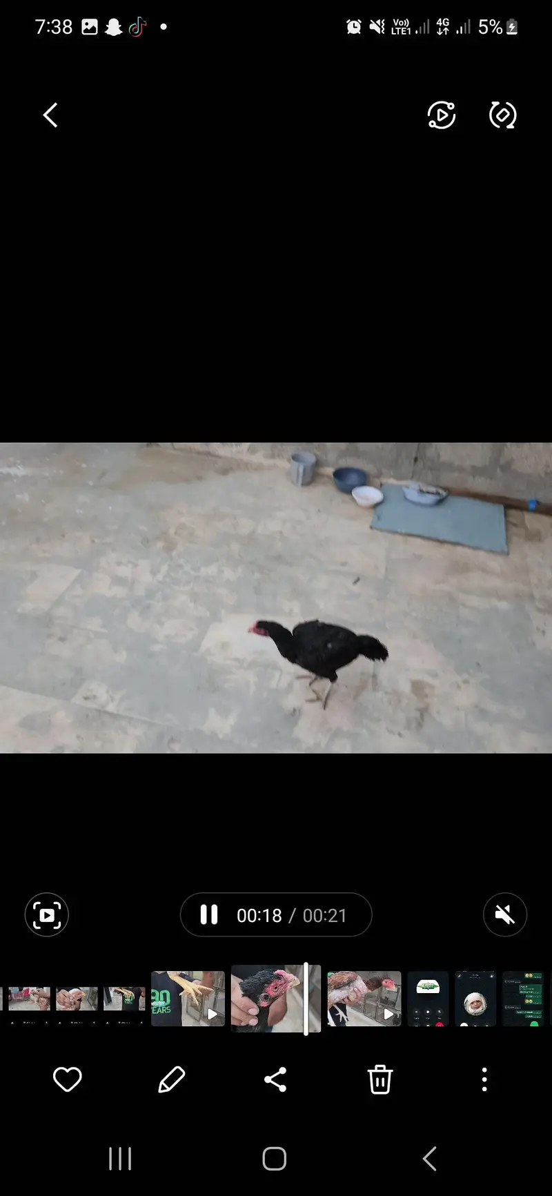 aseel — photo 2