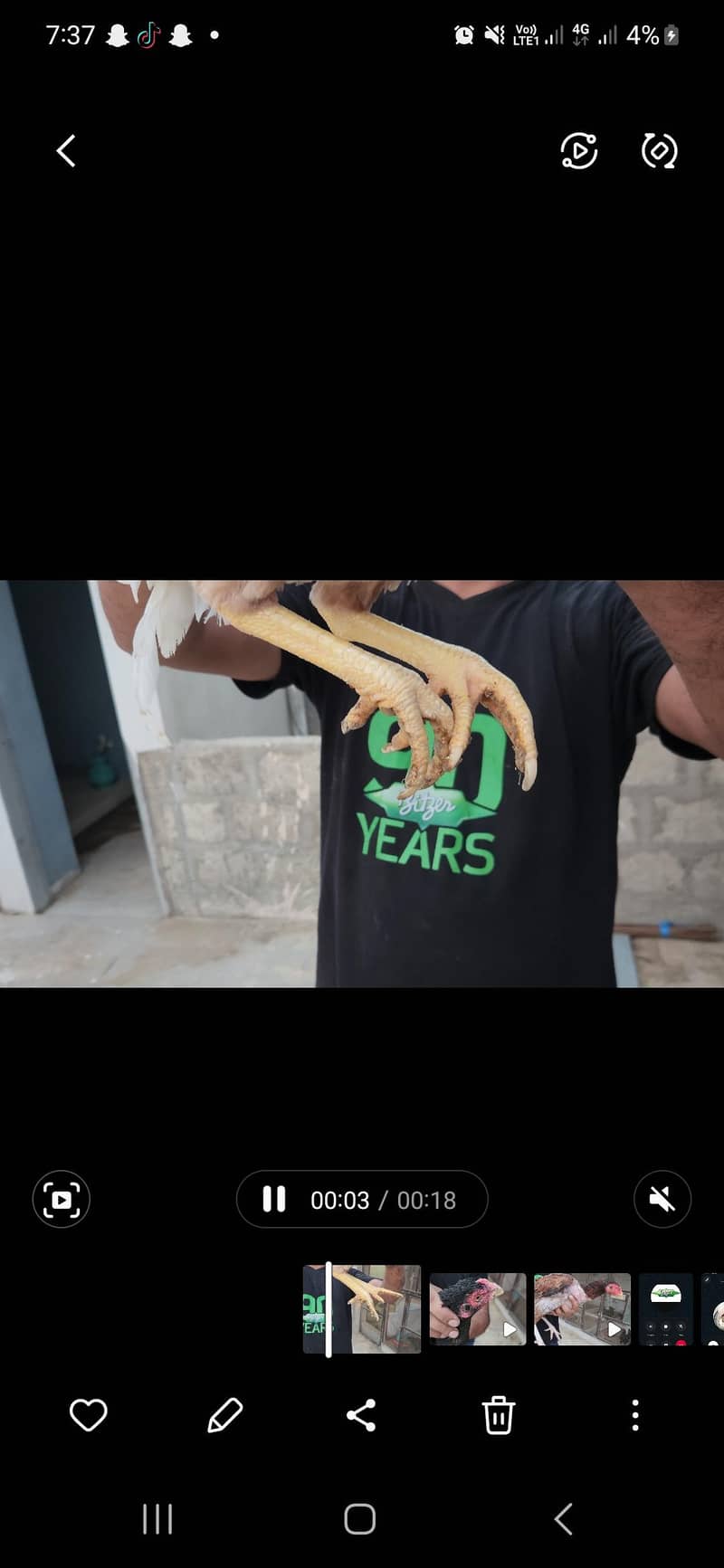 aseel 11