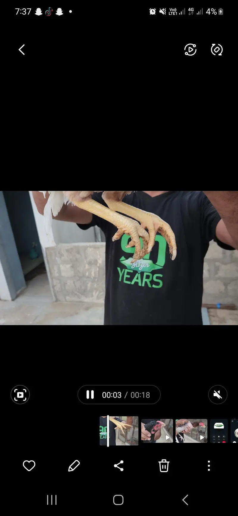 aseel — photo 12