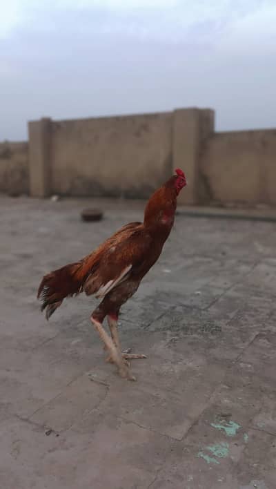 Ab bada ho gaya hai ya is ki pehle ki pic hi