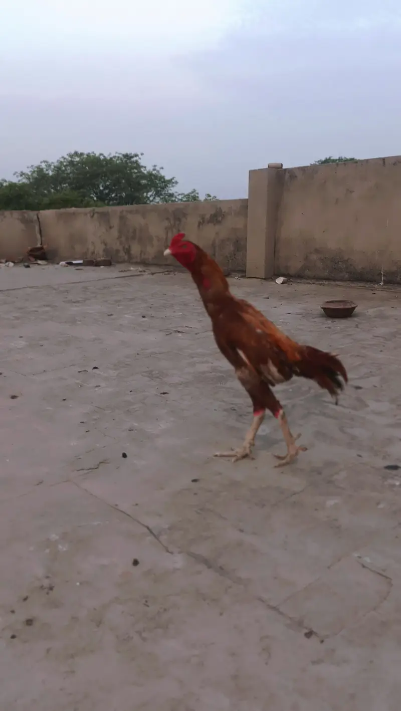 Ab bada ho gaya hai ya is ki pehle ki pic hi — photo 4