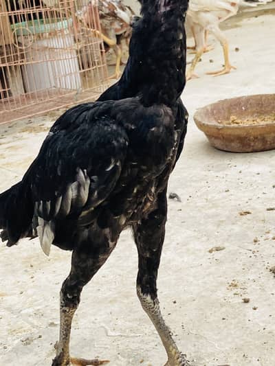 Pure Aseel & Thai Pathian / Pathay - High Quality (Male & Female)