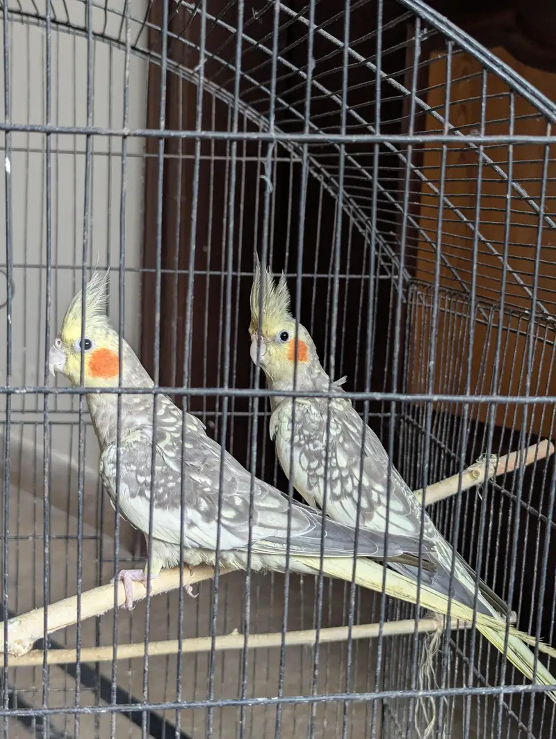 Pearl Cocktail Pair — photo 2
