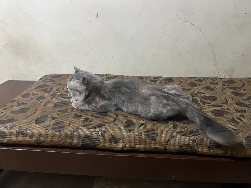 Beautiful Grey Female Persian Cat for Sale — photo 3