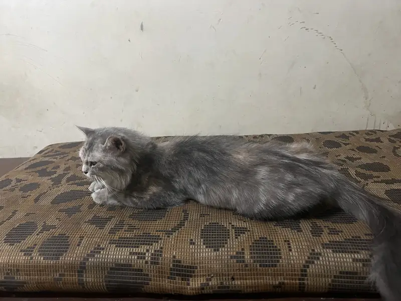 Beautiful Grey Female Persian Cat for Sale — photo 2