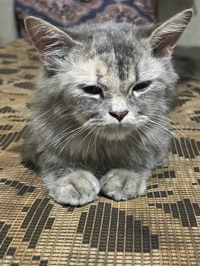 Beautiful Grey Female Persian Cat for Sale