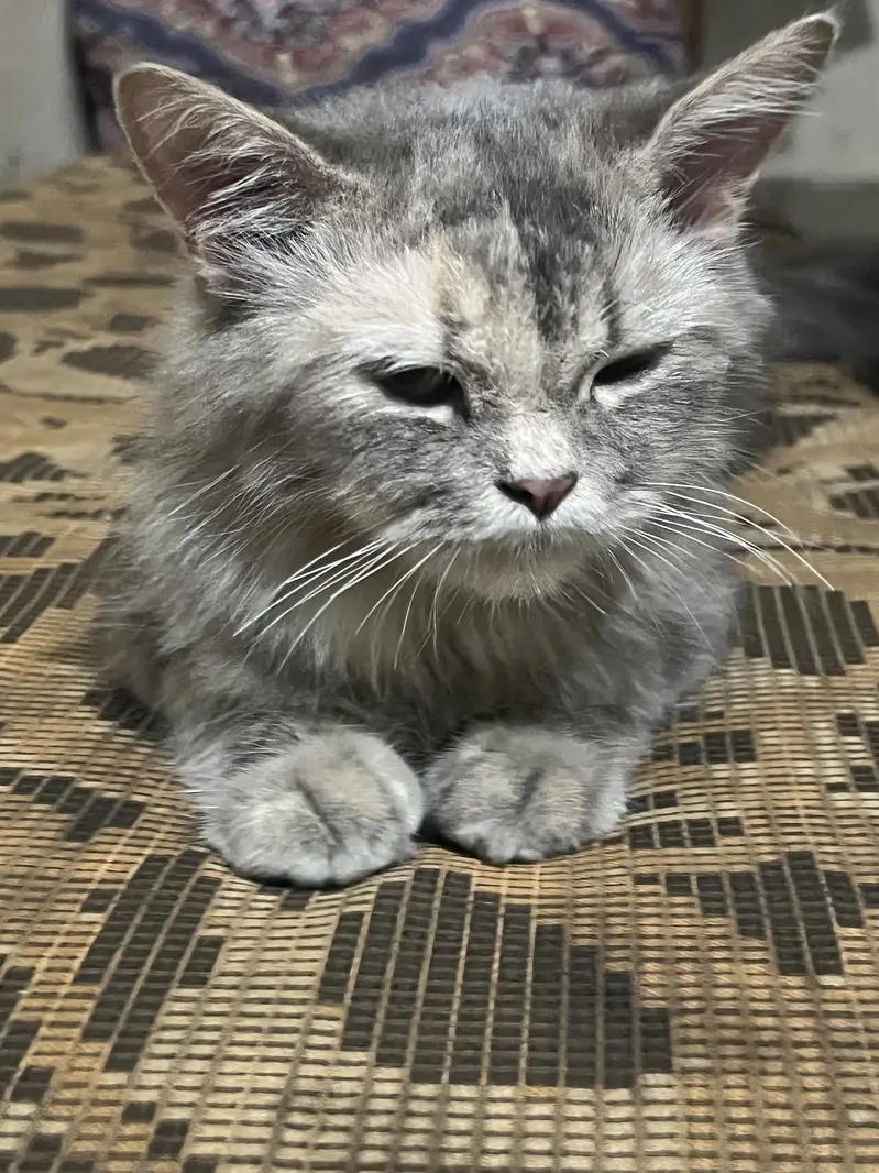Beautiful Grey Female Persian Cat for Sale — photo 4