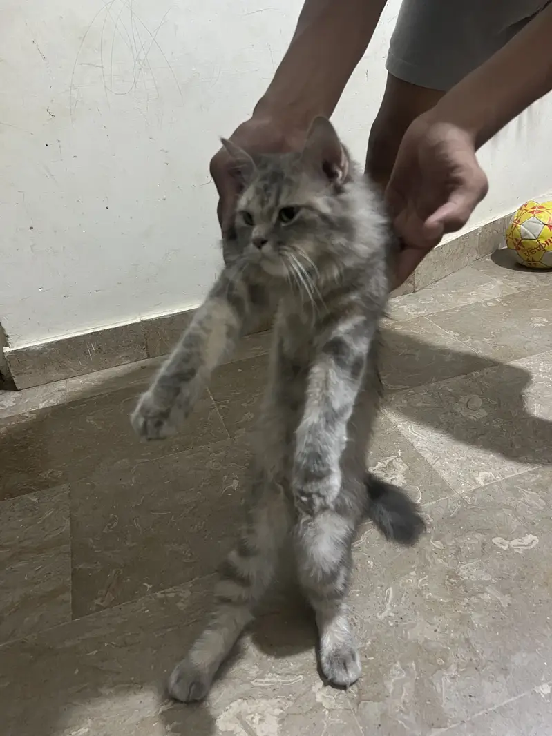 Beautiful Grey Female Persian Cat for Sale — photo 5