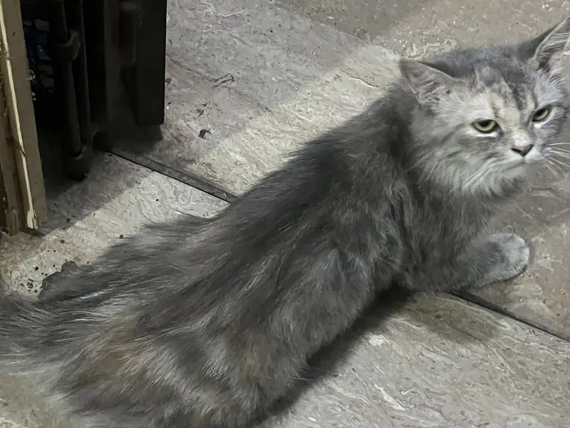 Beautiful Grey Female Persian Cat for Sale — photo 6