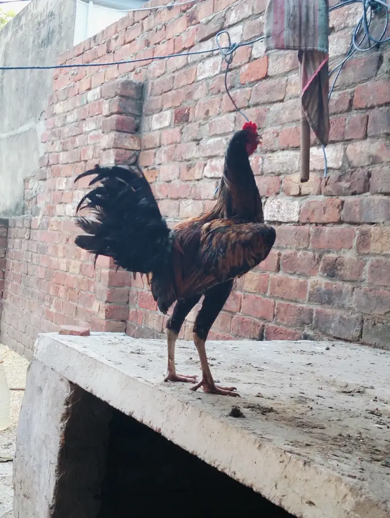 Pure Desi murga — photo 4
