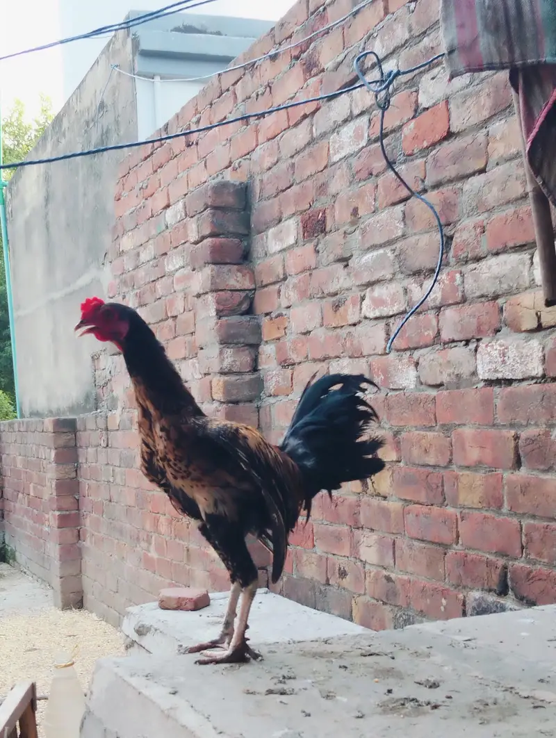 Pure Desi murga — photo 5