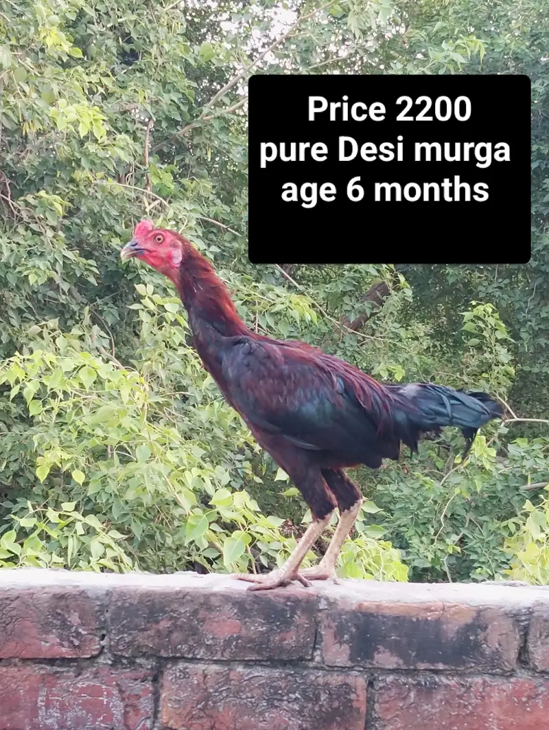 Pure Desi murga — photo 7