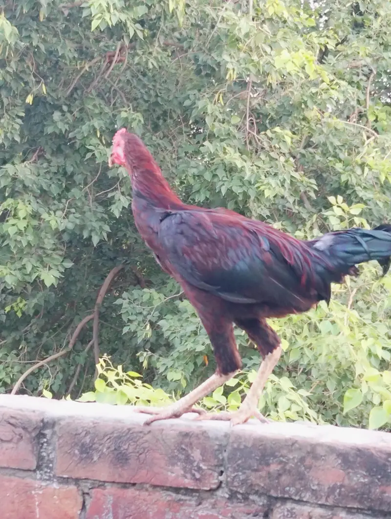 Pure Desi murga — photo 11