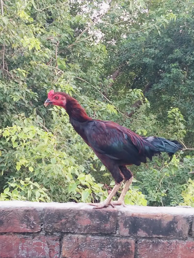 Pure Desi murga — photo 12