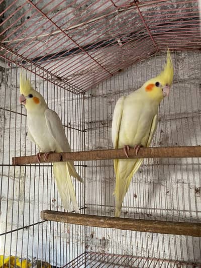cocktail coman White red eyes breeder pair