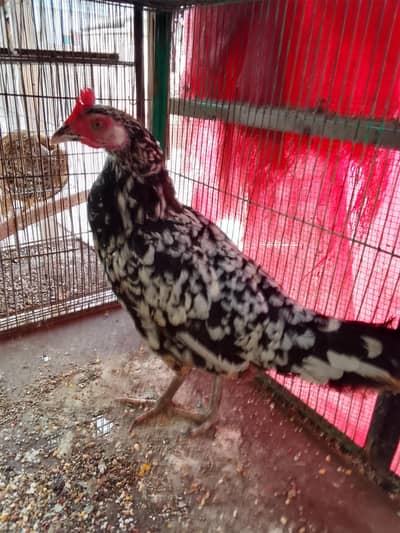 hens murgi