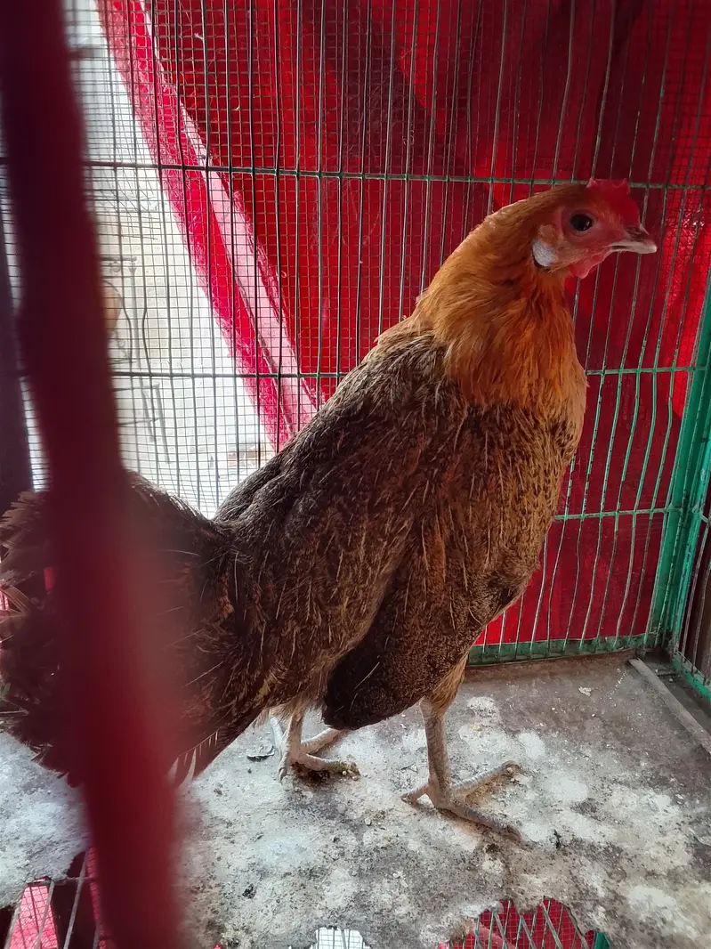 hens murgi — photo 2