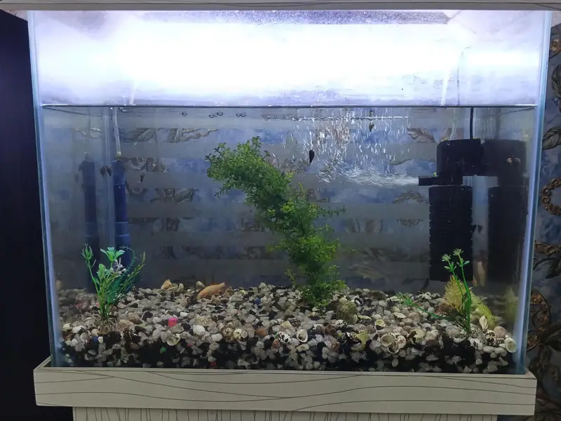Fish Aquarium Size 2 feet — photo 2