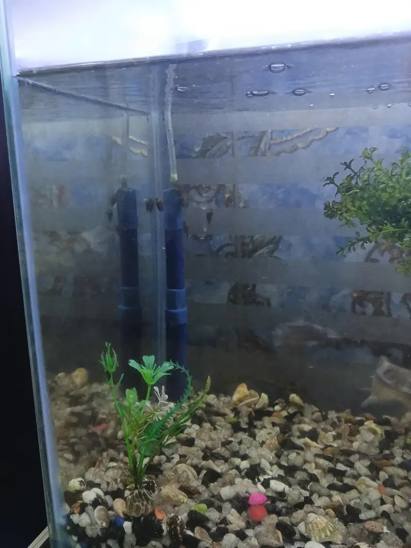 Fish Aquarium Size 2 feet — photo 4
