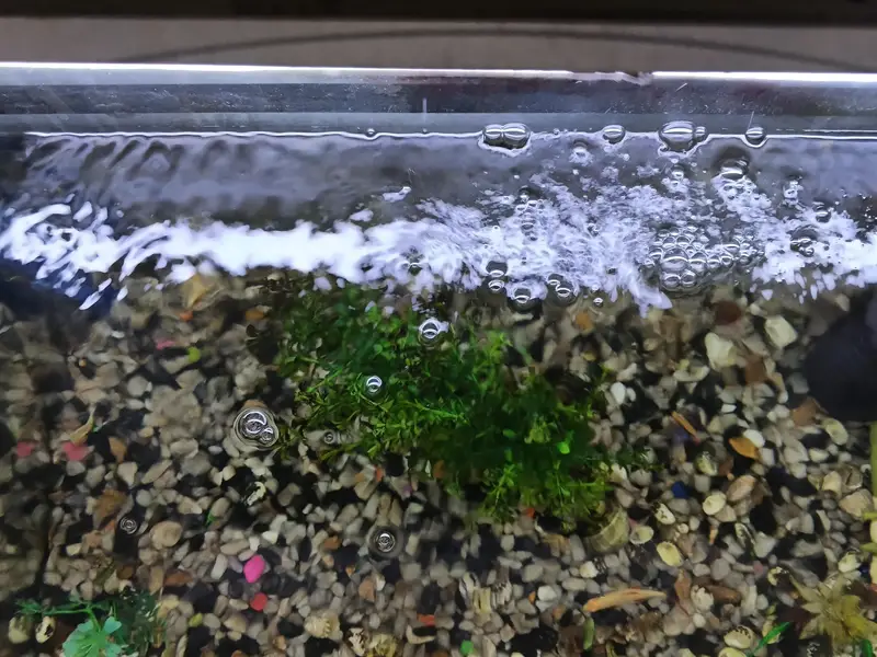 Fish Aquarium Size 2 feet — photo 8