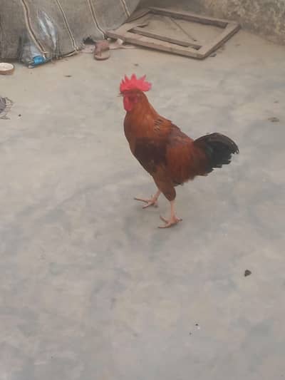 desi original Murga