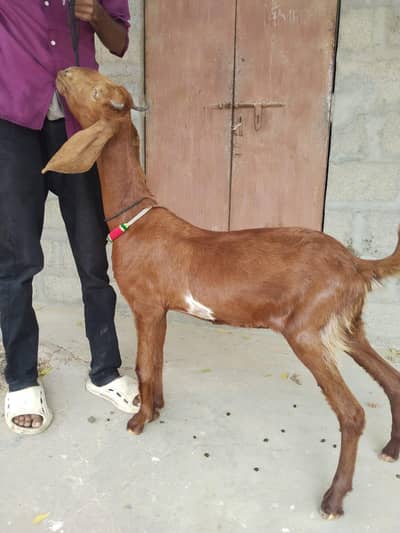 Goat For Sale