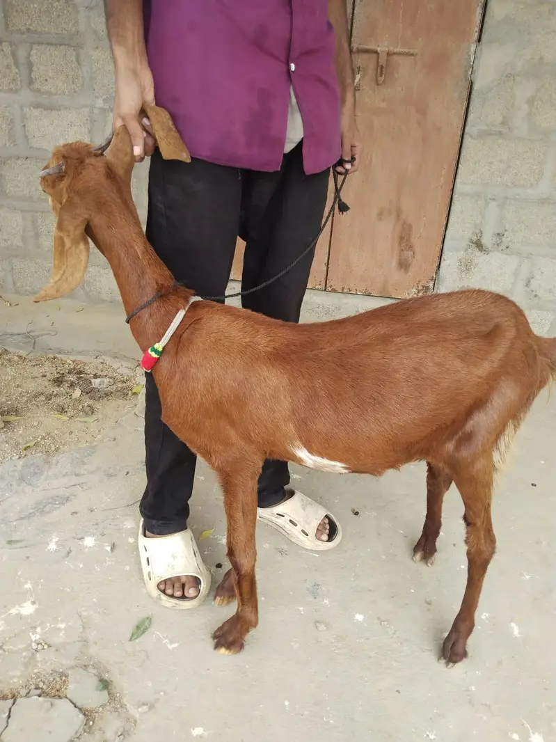 Goat For Sale — photo 2
